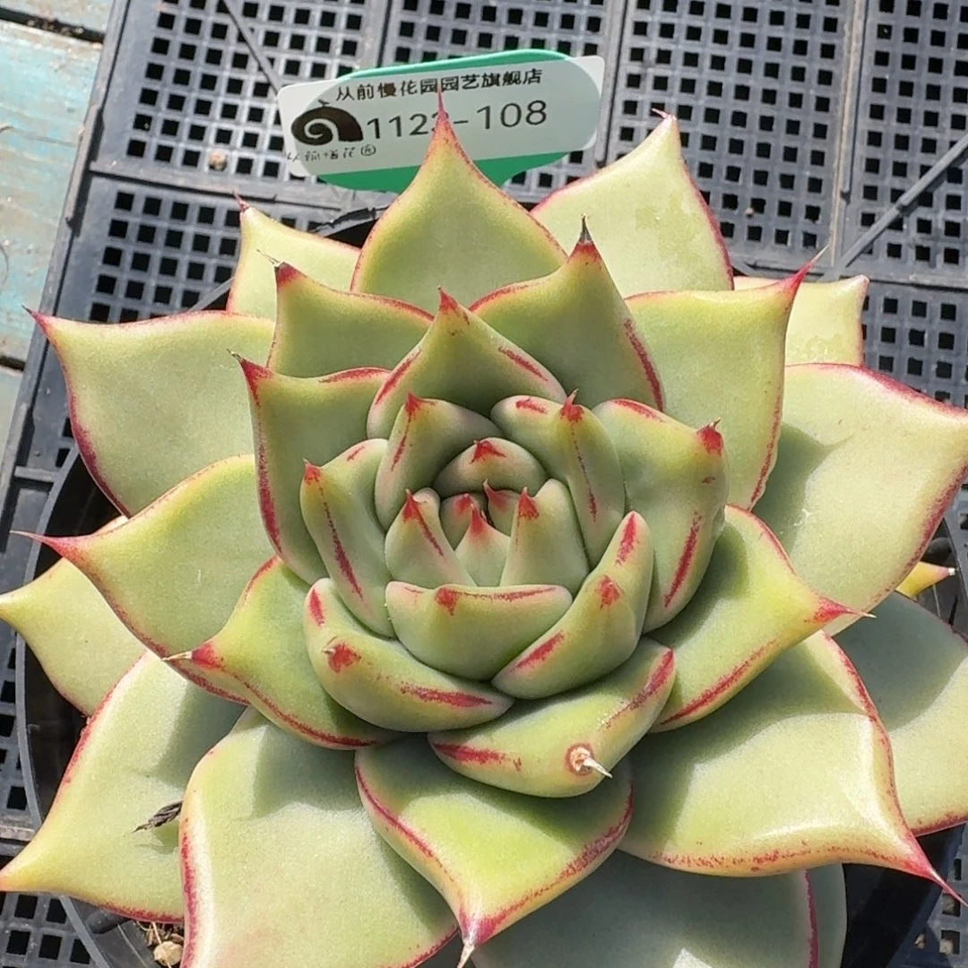 从前慢花园多肉编号1123.108