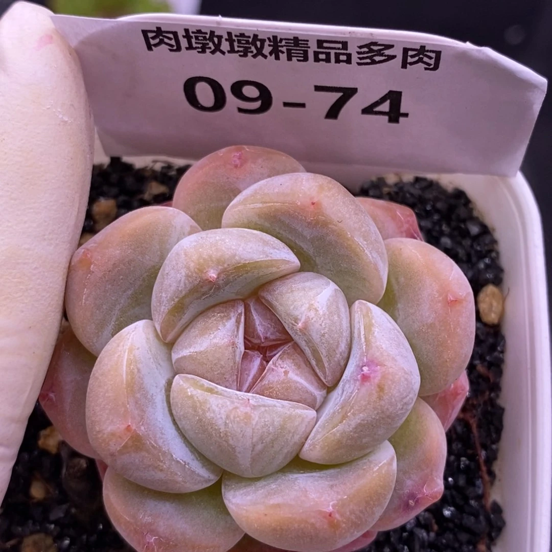 【闪购商品】09-74