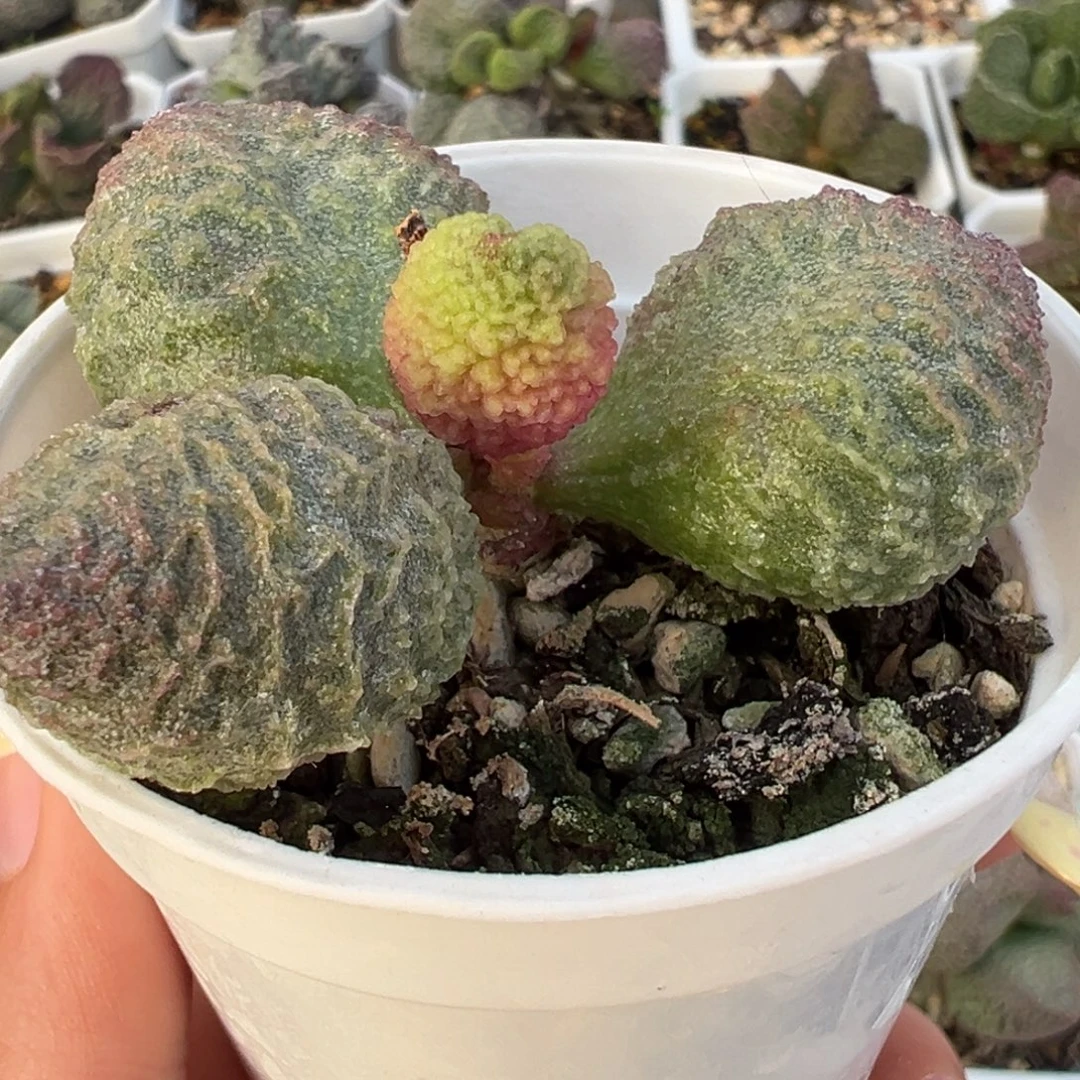 实生新品单头纯木质桩多肉植物