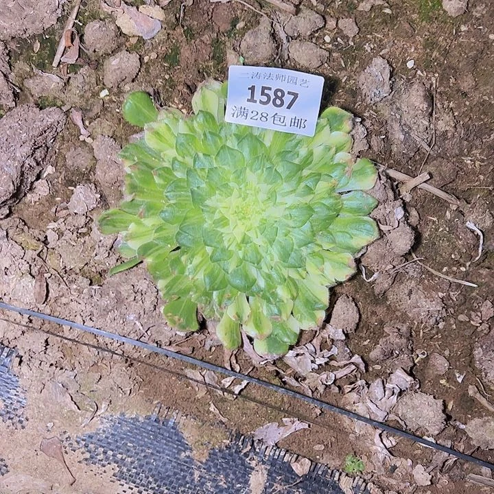 1587流星雨多肉植物