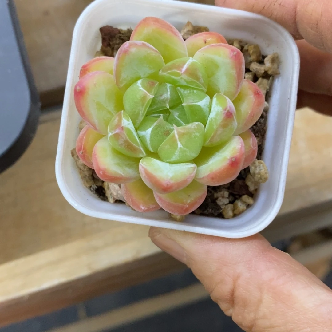 精品多肉一物，怕不包整134