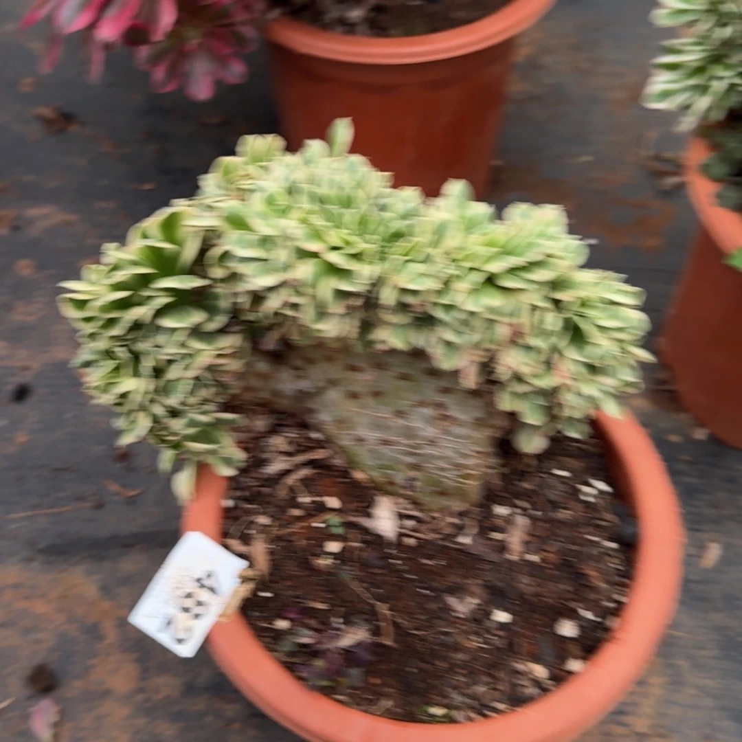 482迈巴赫缀化多肉植物满28包邮