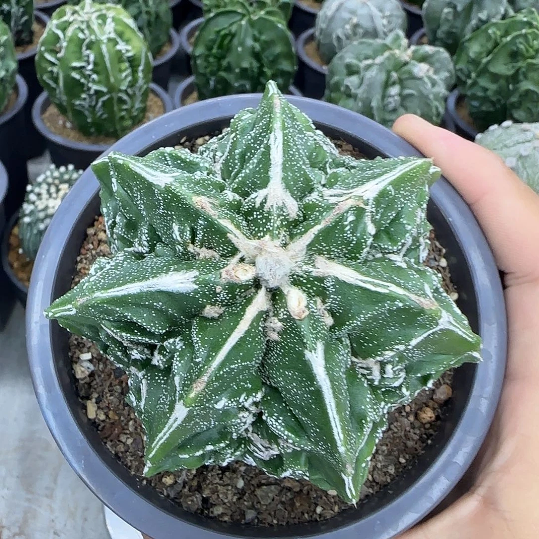 核桃鸾凤玉实生002