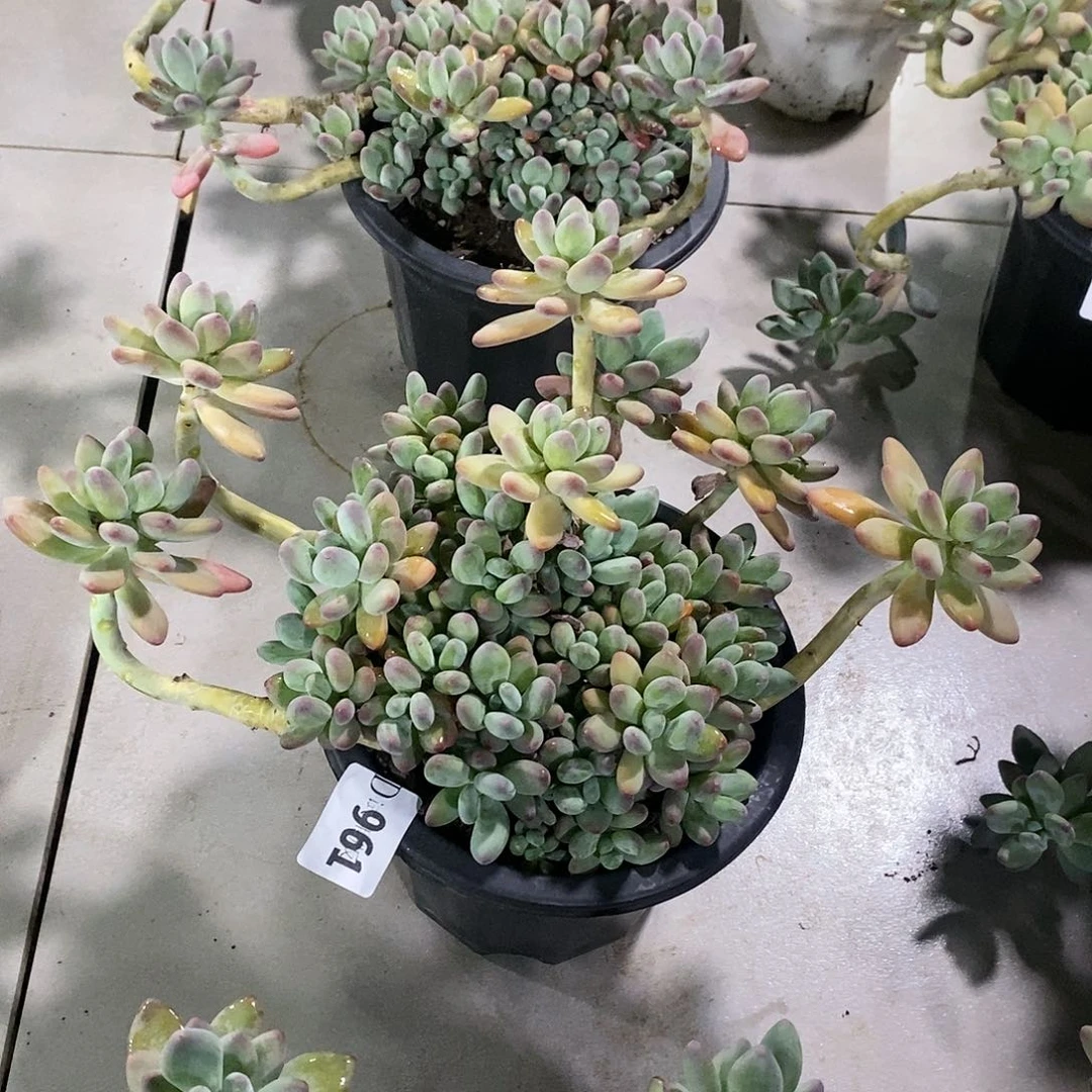 宝*猪961苹果奶多肉