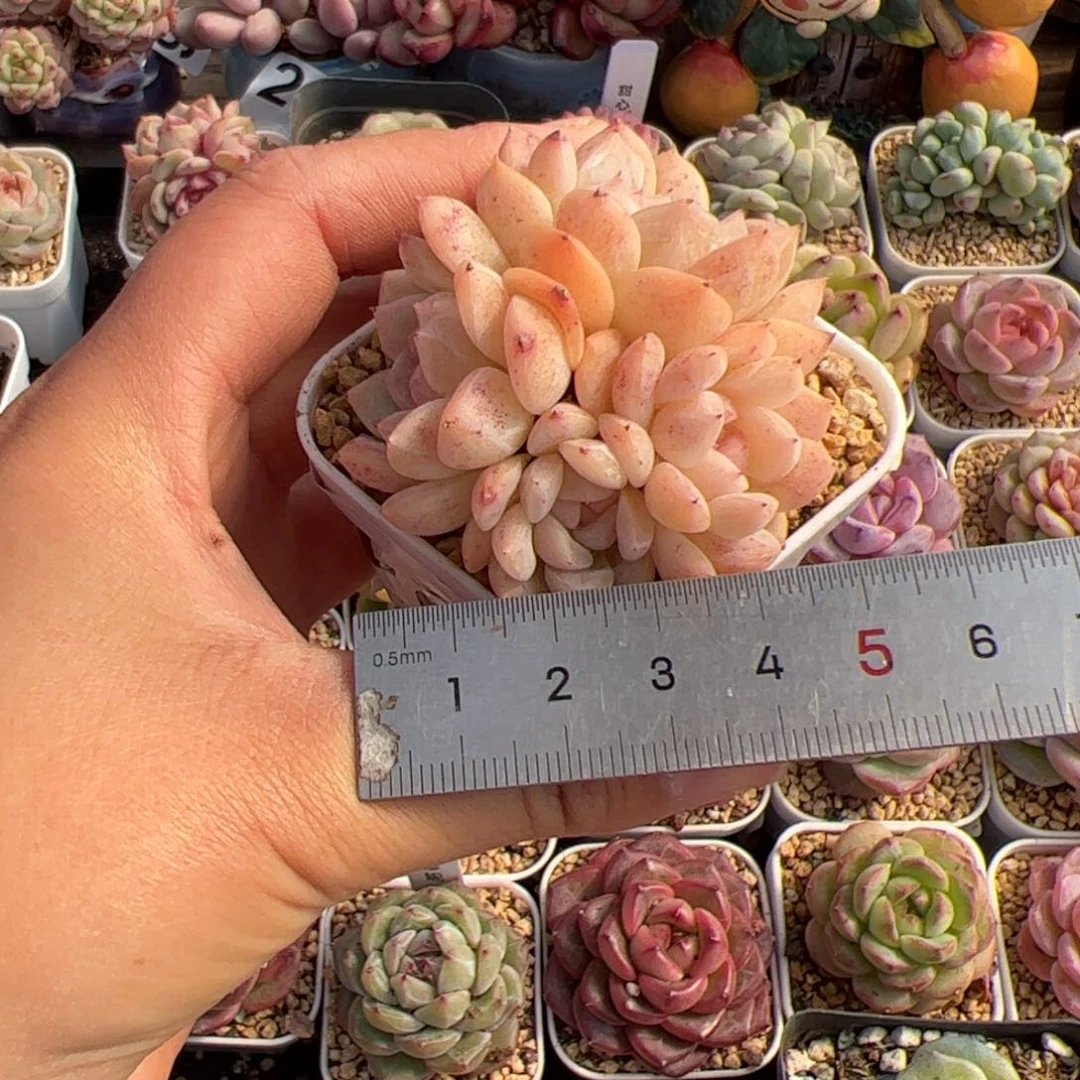 果***?081绵绵冰多肉植物组合盆栽