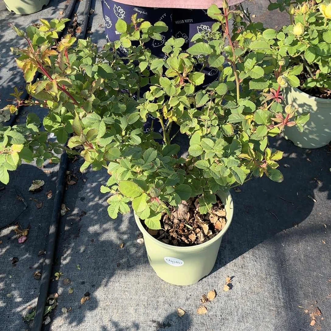 ʚ***ɞ贝壳3加仑根接苗子