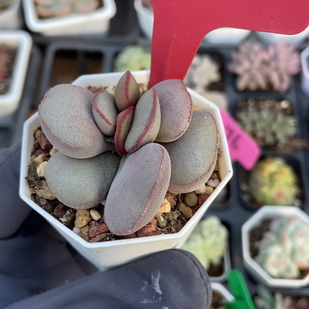 3120红蛋多肉植物