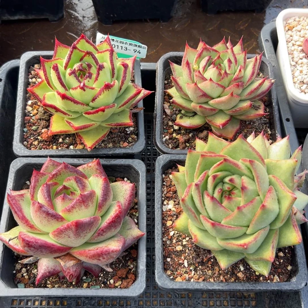 多肉一物一拍0113.94