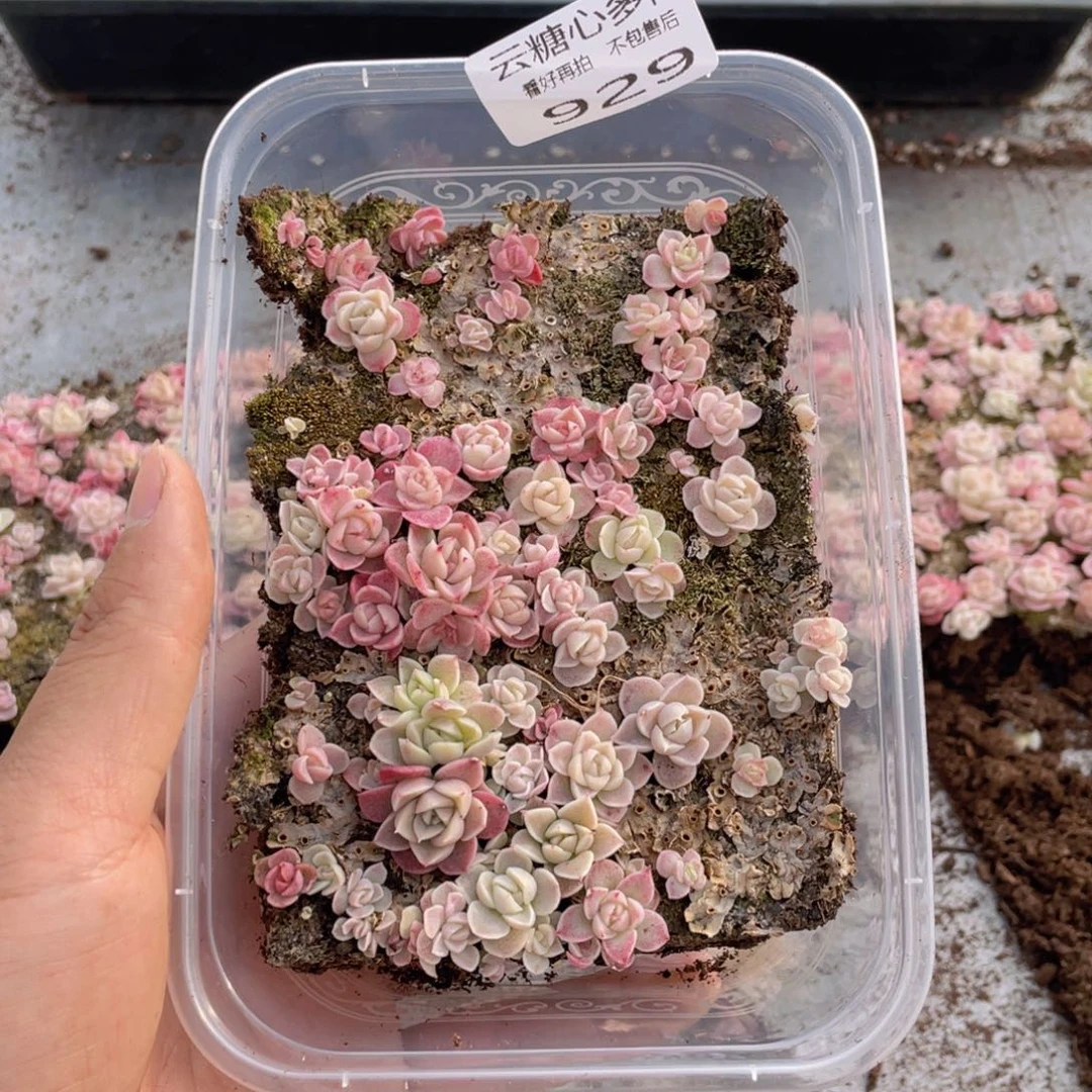 云糖心多肉植物929