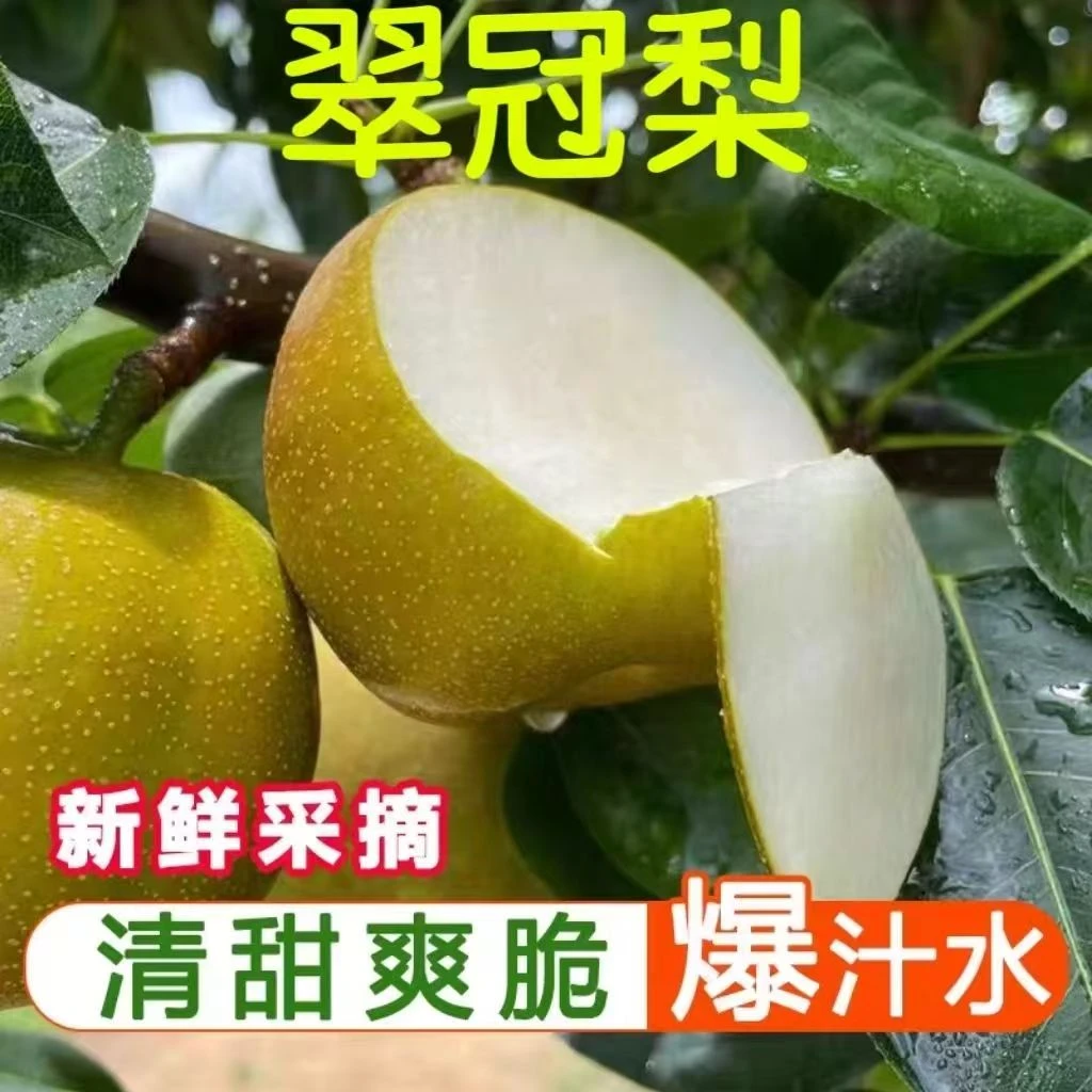 新鲜2025青皮梨薄水果当季整箱批发价