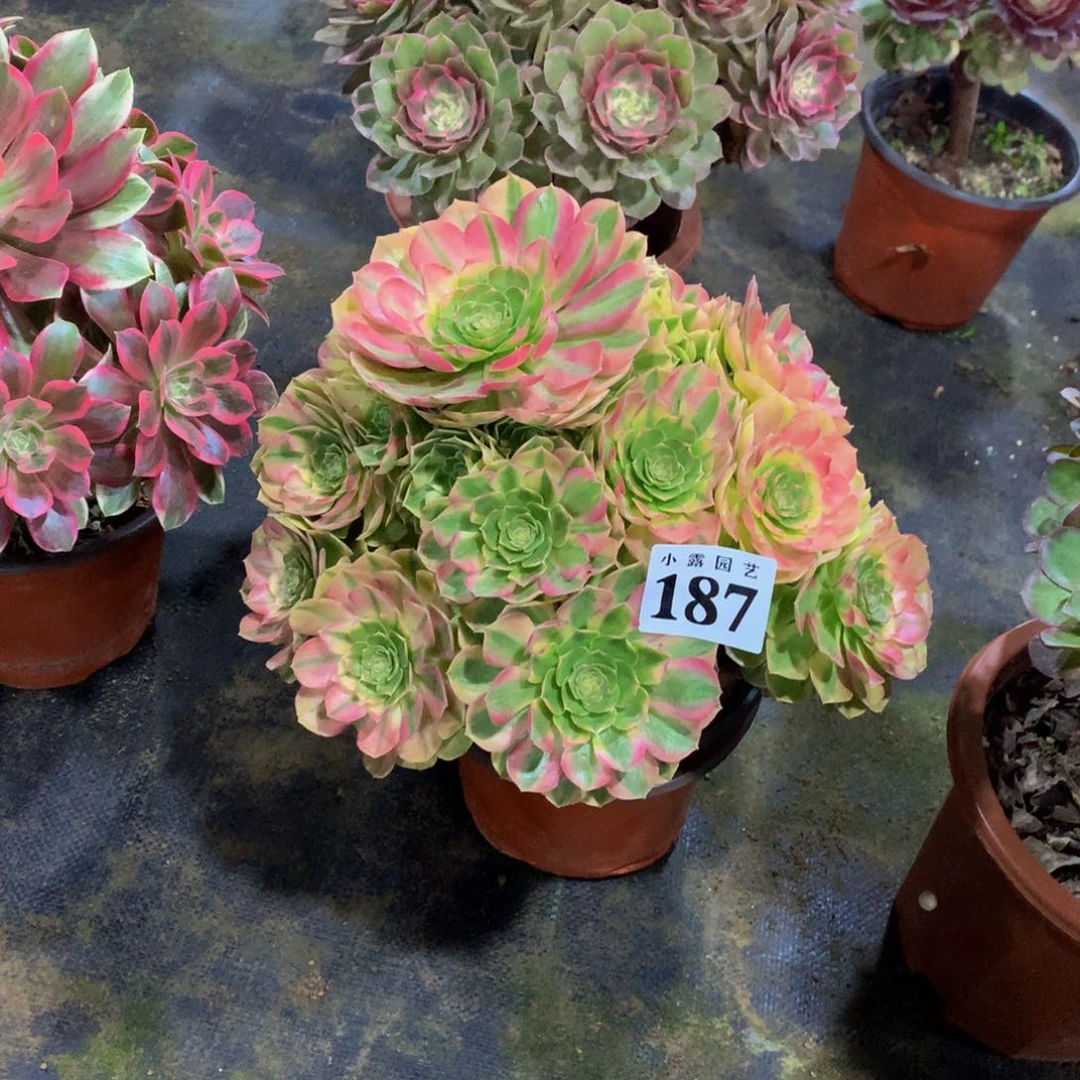 呆*多肉植物187雨荷8888888