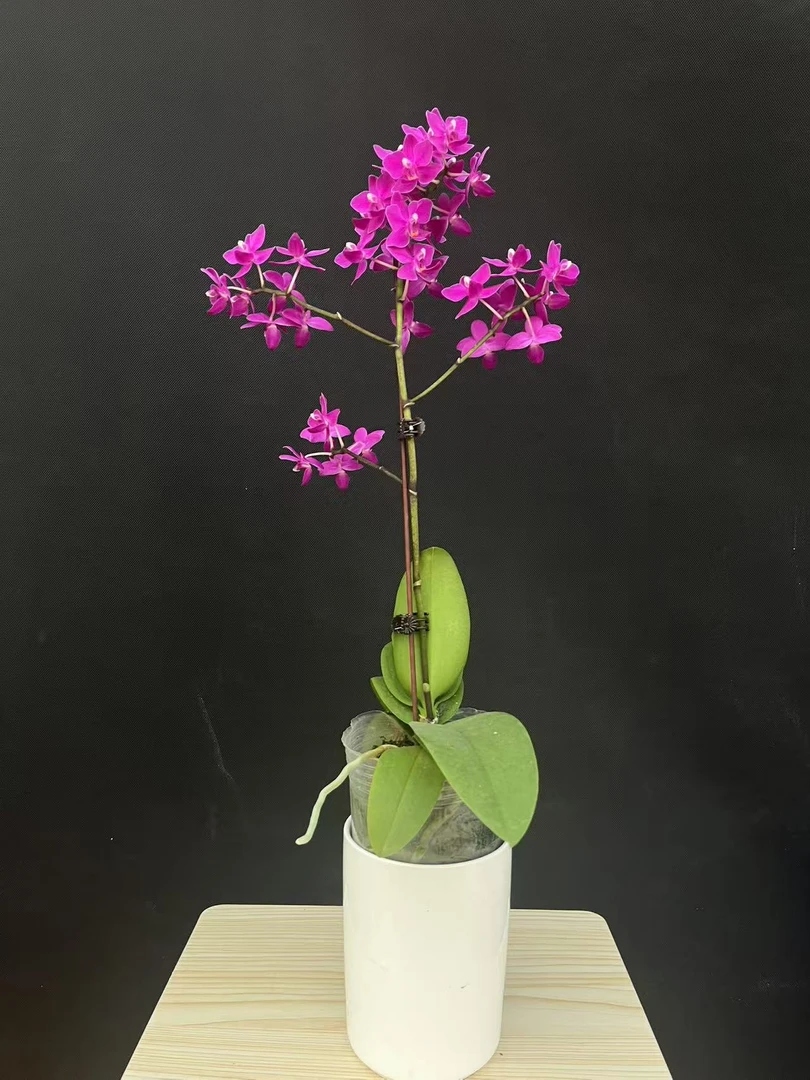 森境【咖啡】蝴蝶兰（全花状态）
