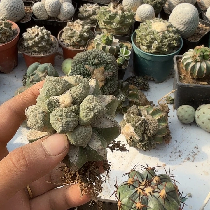 草球嫁接连山牡丹