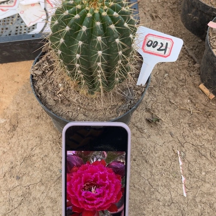 0021。毛花柱285微瑕