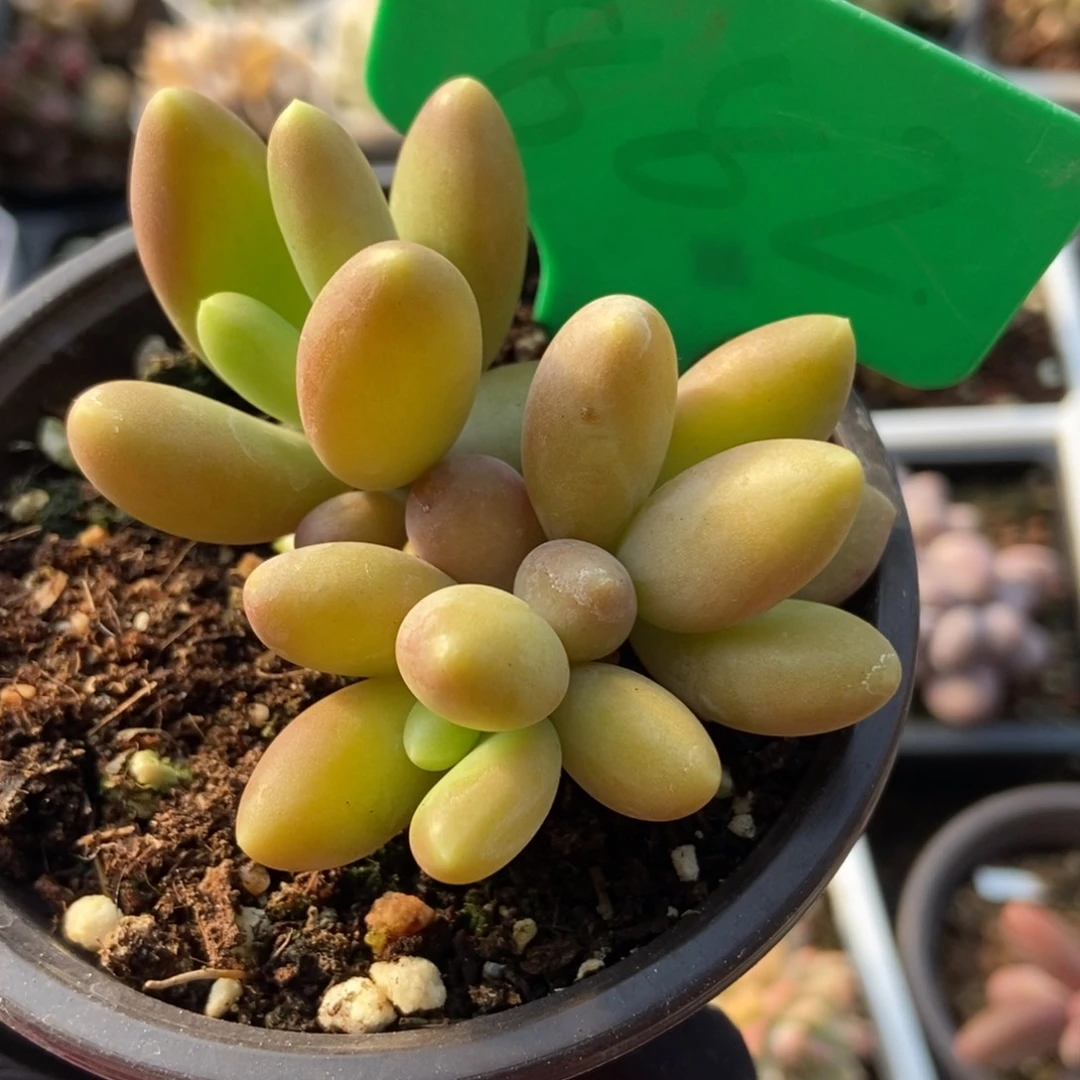 882芒果美人多肉植物