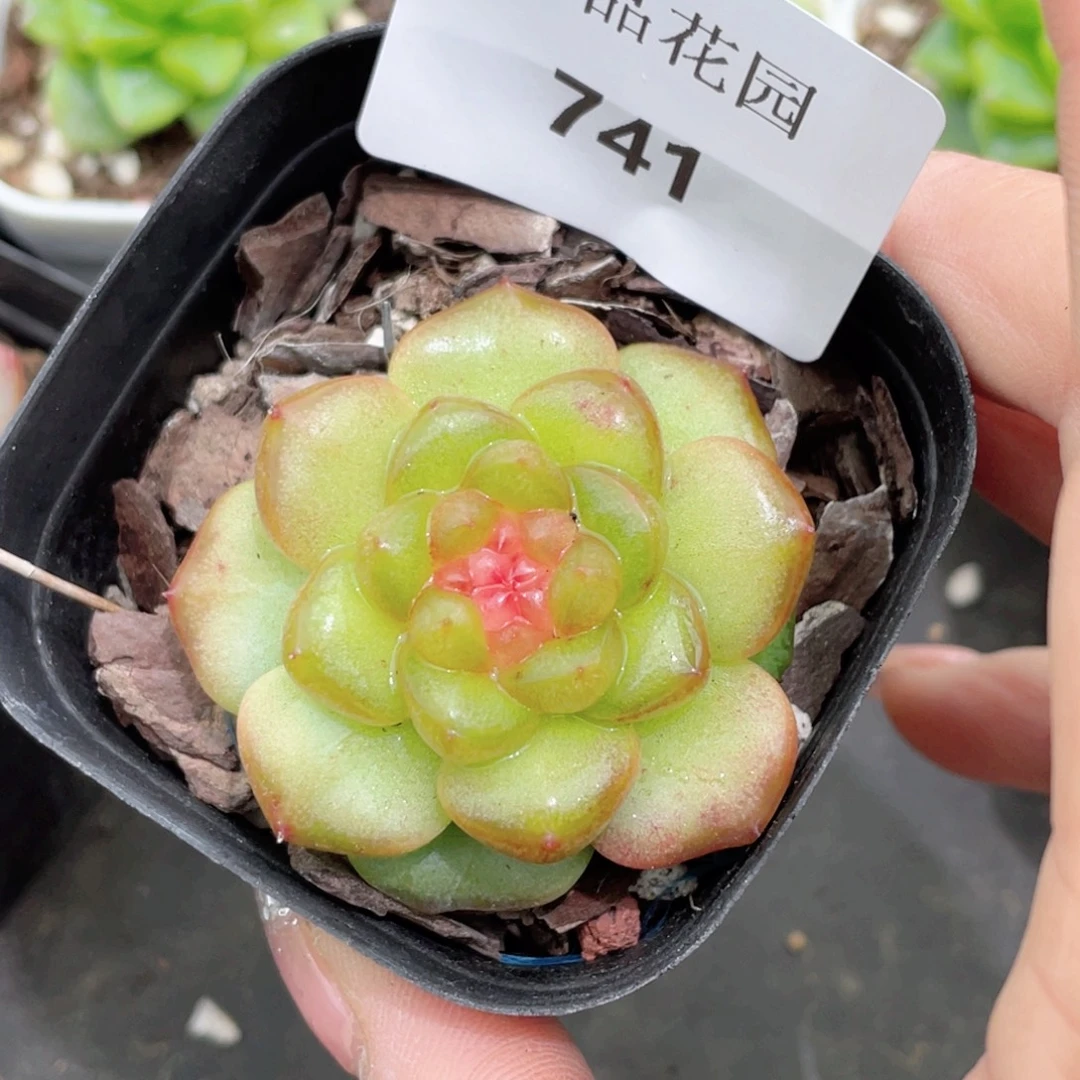 741号糖心冰心珍妮 萤火