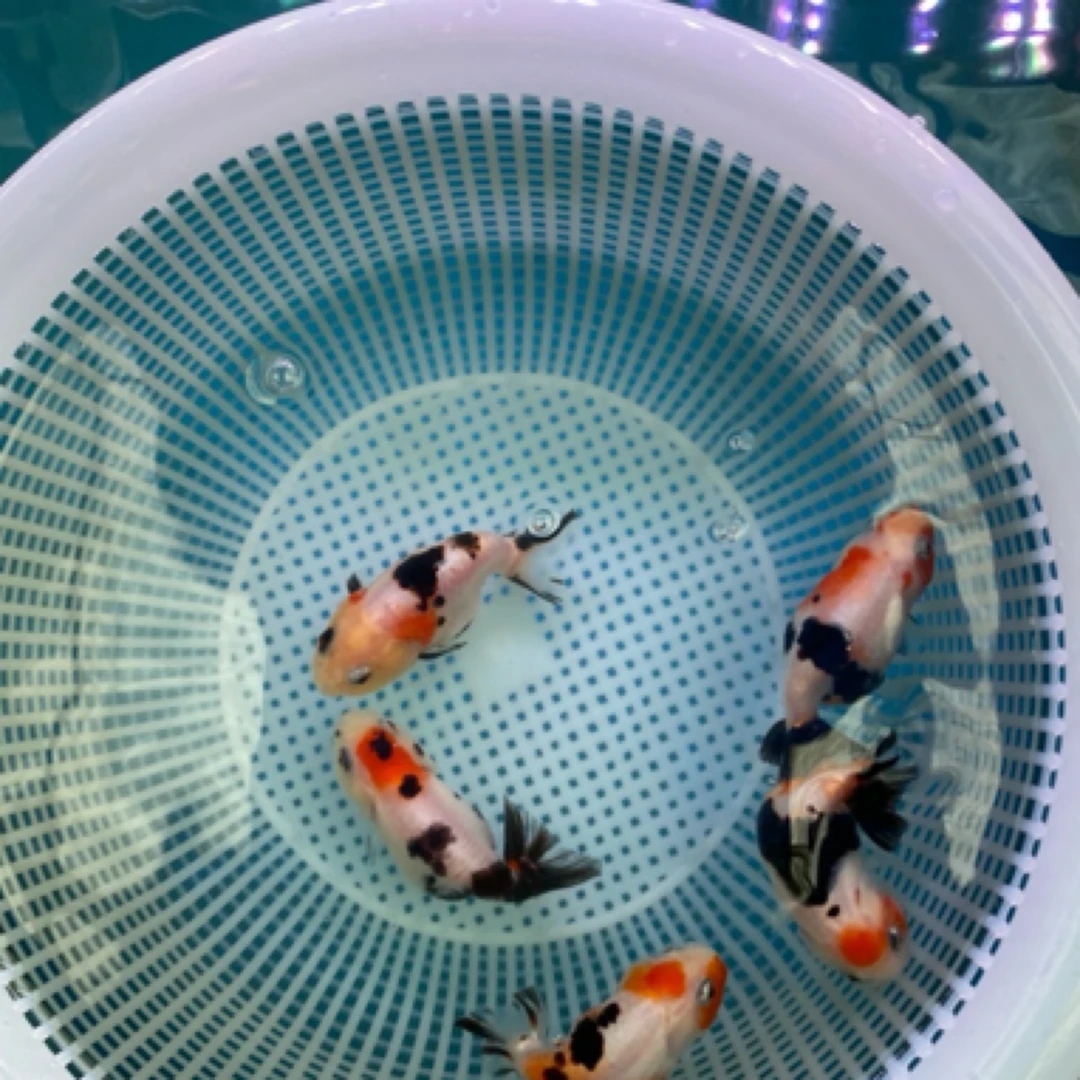 精品兰寿直播一组链接，奶牛，奶花，红白