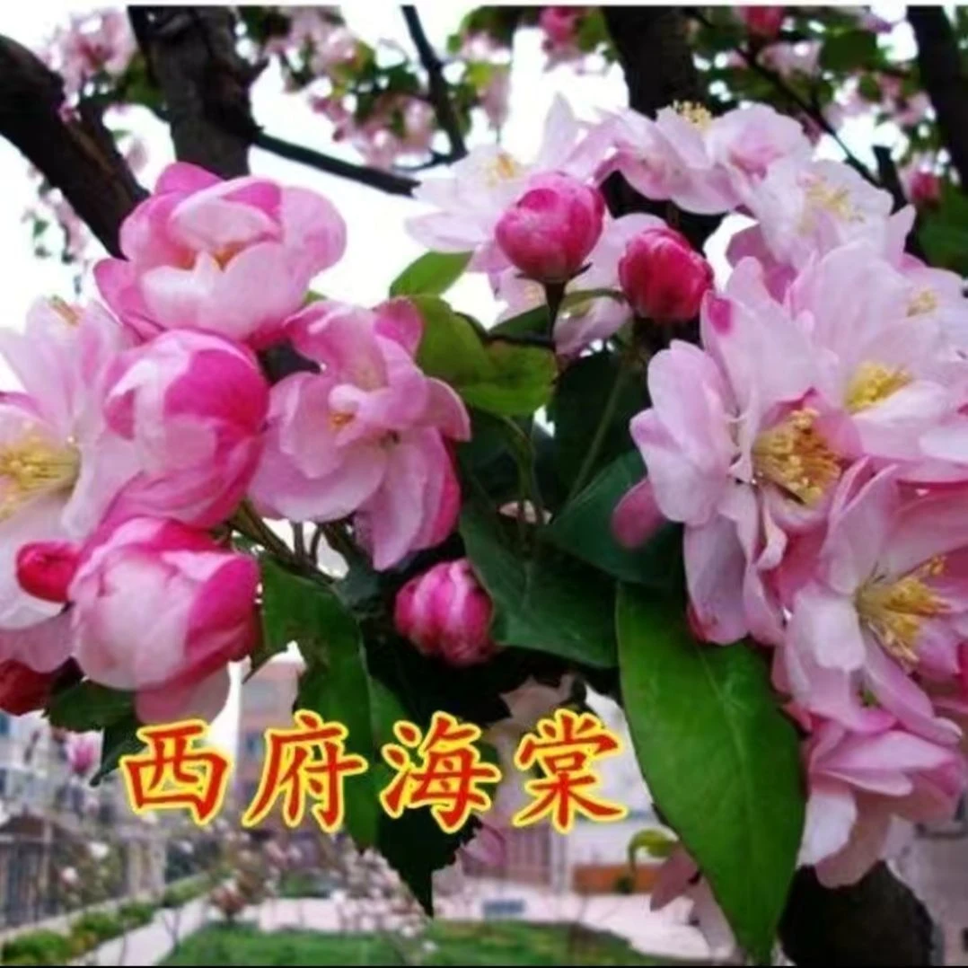 四季开花浓香型四季海棠花树苗盆栽耐寒适合室内外庭院