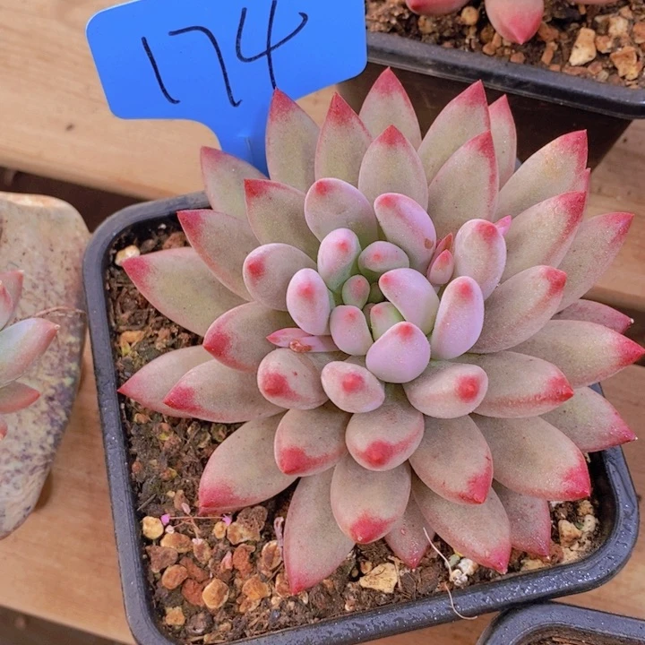 华****金这样可以减少体内