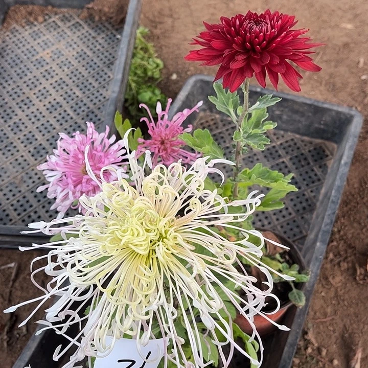 完全开放土球发货不包损21