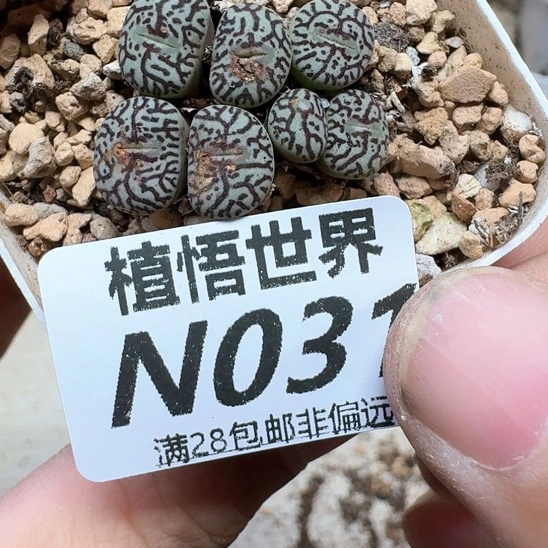多肉植物的润泽法v