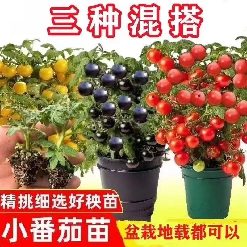 【满五包邮】番茄紫/ 黑/红/黄/多彩瀑布小番茄/草莓柿子瓜果种子