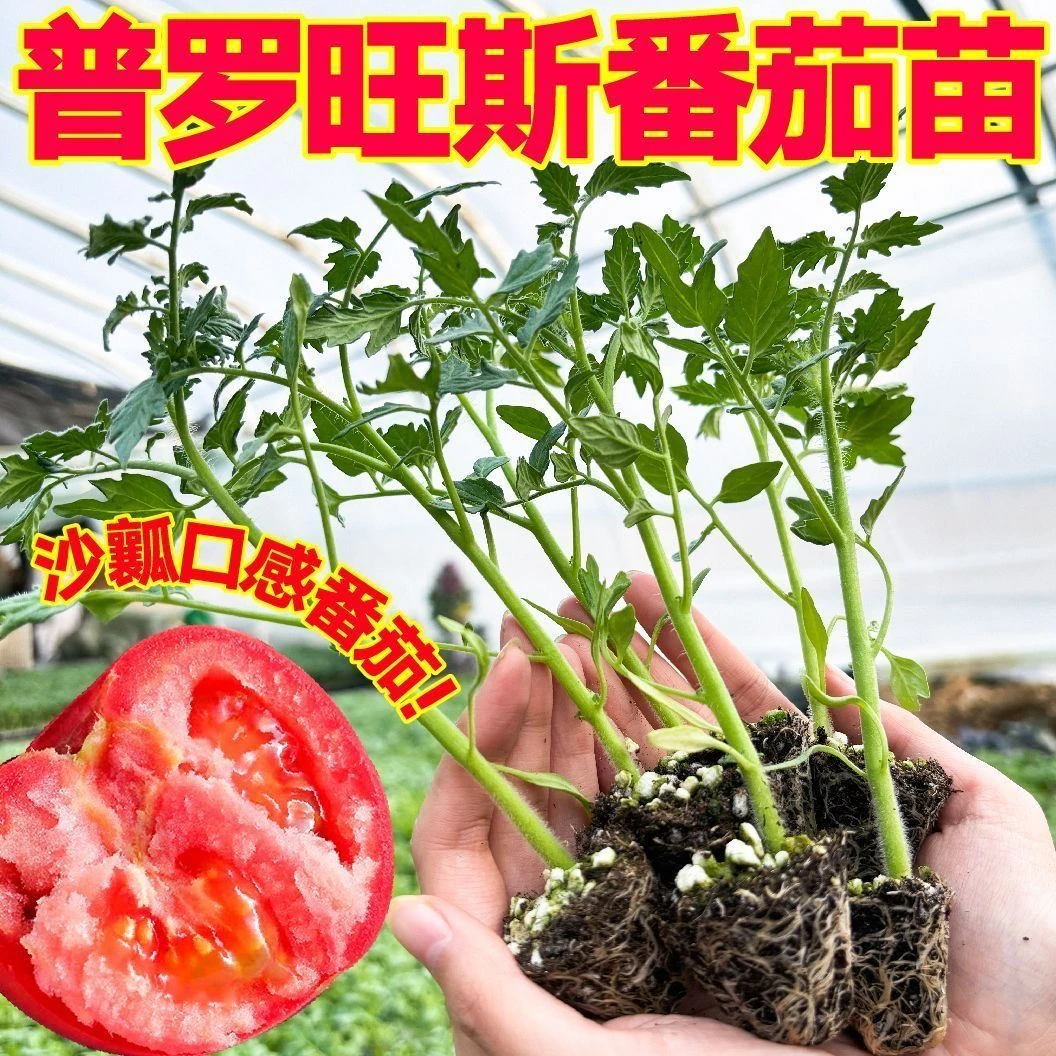 普罗旺斯西红柿秧苗带土发货番茄苗带土阳台庭院盆栽