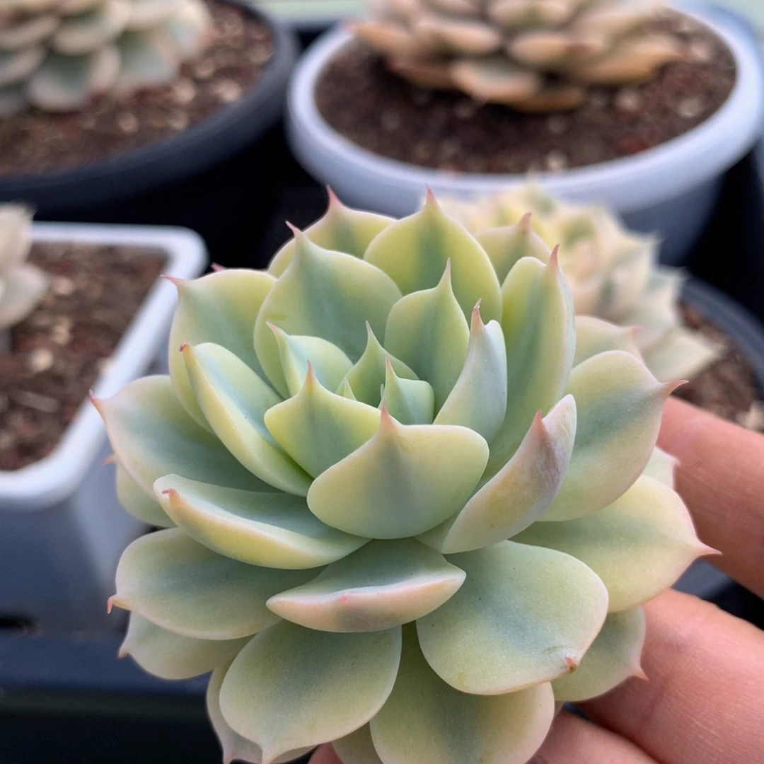 雪域黄锦锦上园艺一物一拍