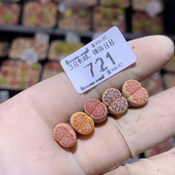 ?****cZzz精品生石花721