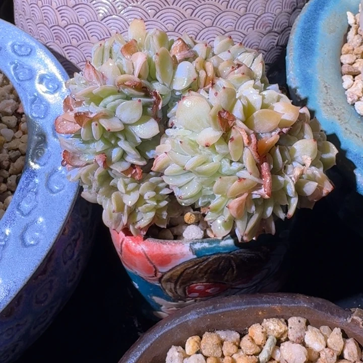 白茶 缀化 一物一拍