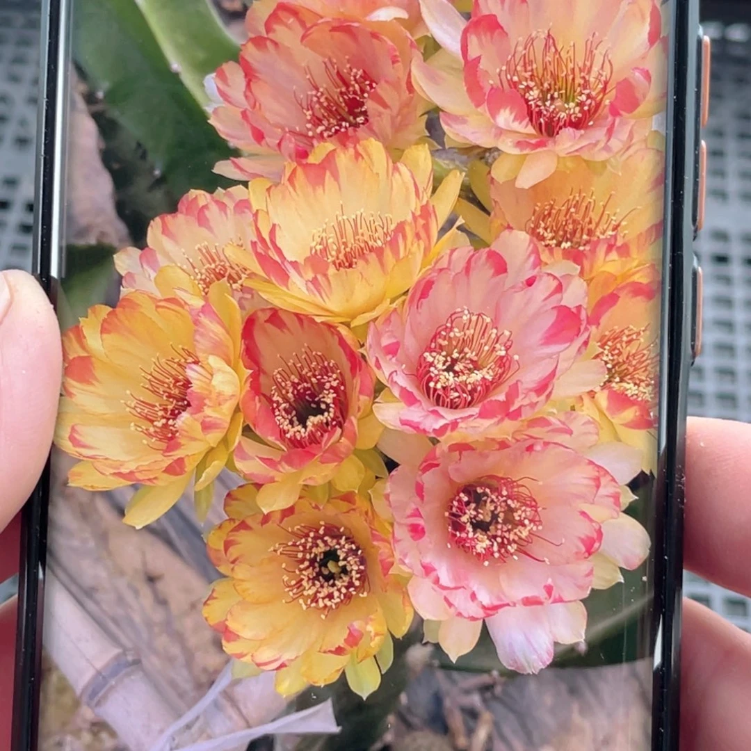 丽 艾拉侧芽 歪 满20包邮3公分以上