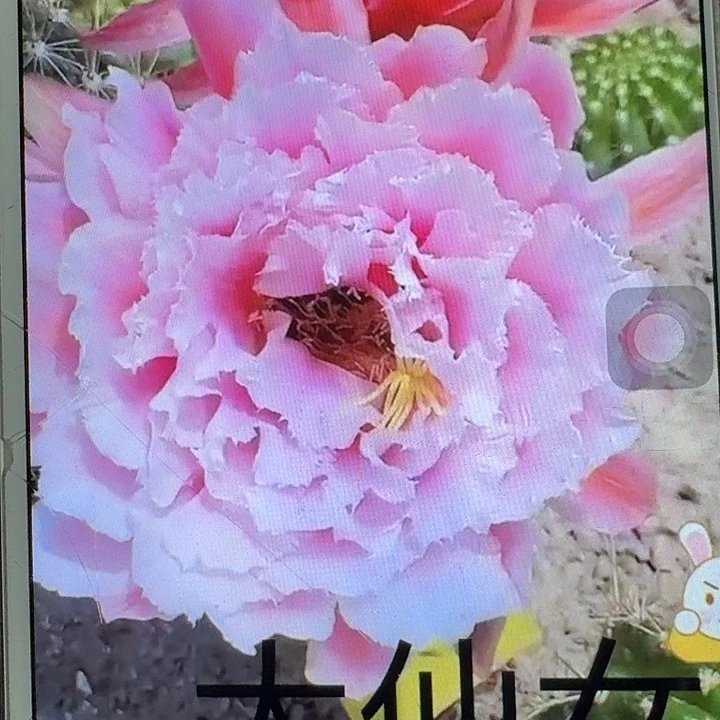 大仙女侧芽5公分左右毛花柱（20包邮）