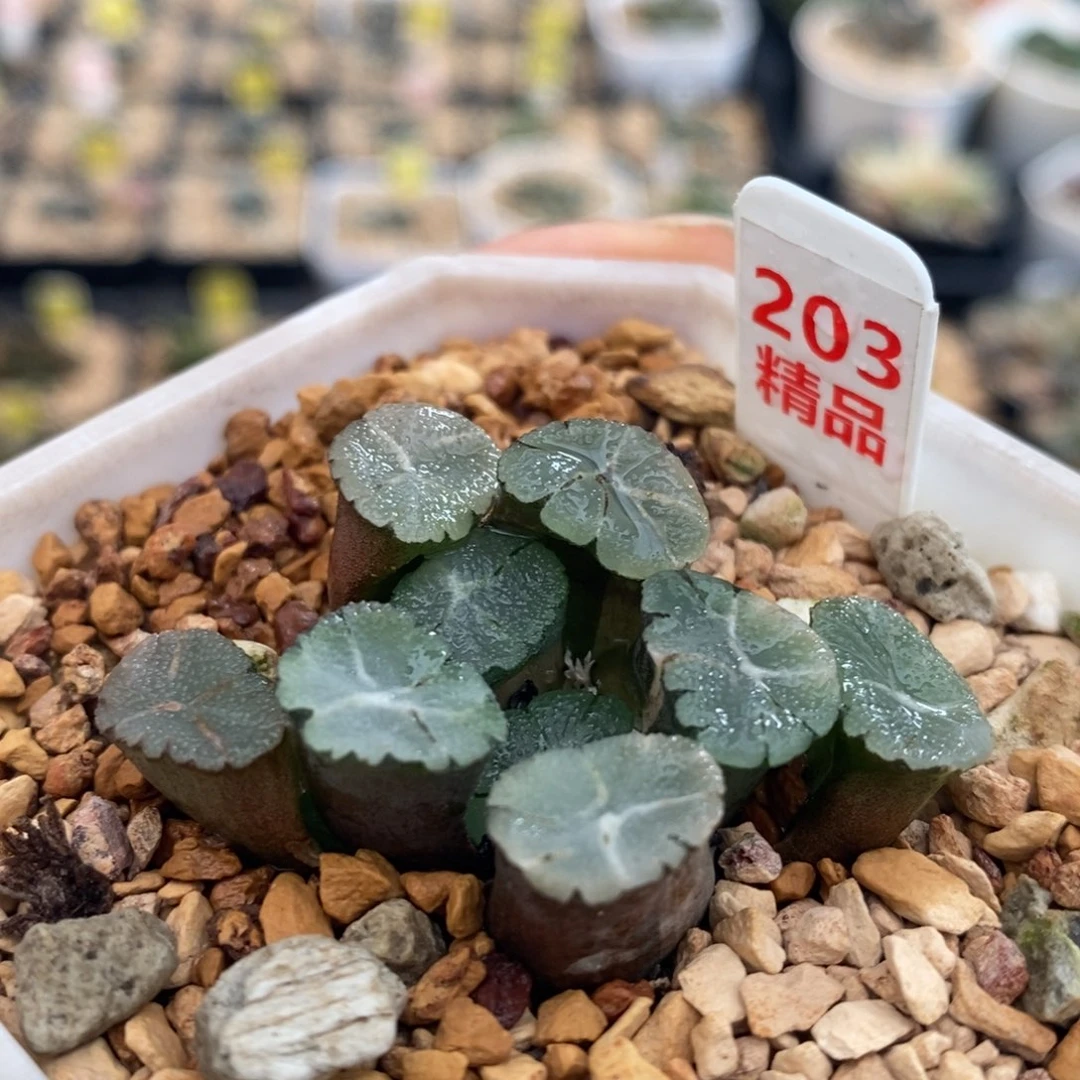 不开花植物203万象锦