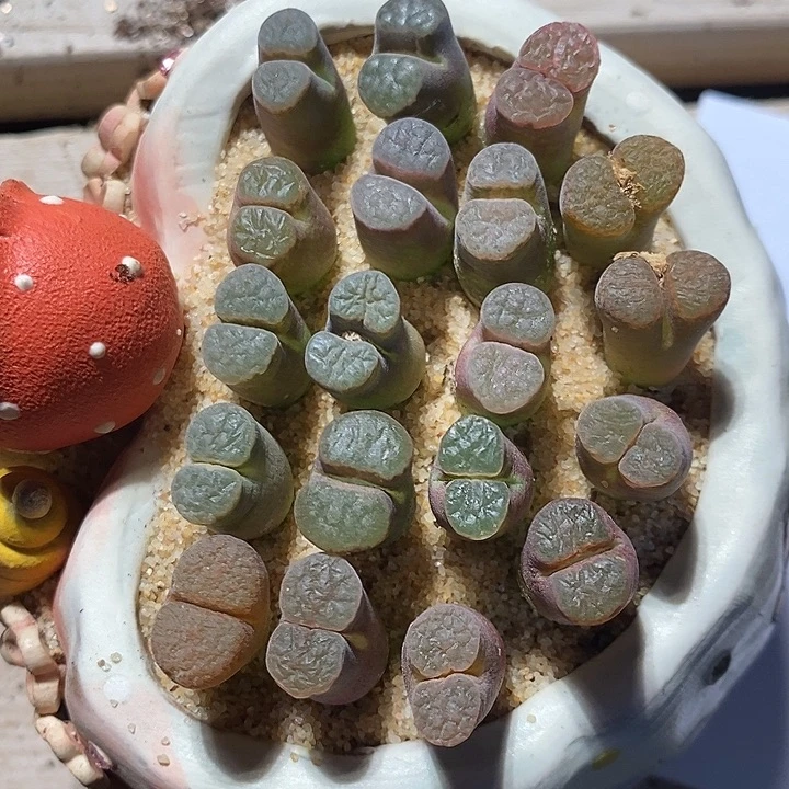 3330。 一组磁铁。