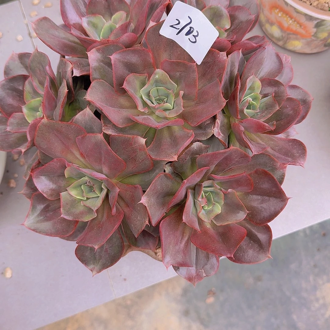 金***美2703蒙娜丽莎多肉植物