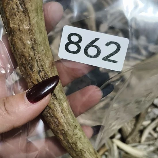 博***览鹿角鹿角鹿角鹿角鹿角鹿角