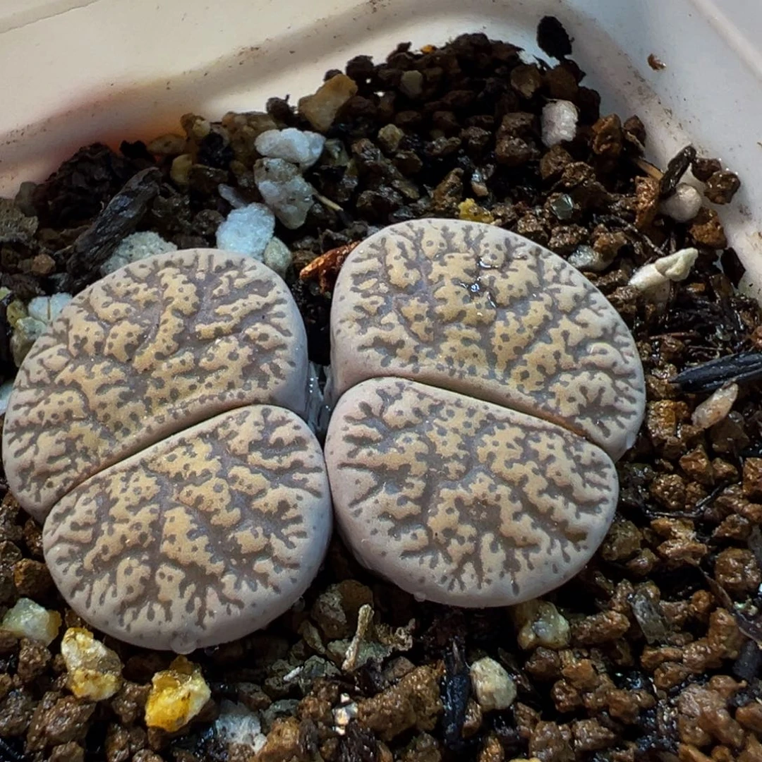 021多肉植物种类多样