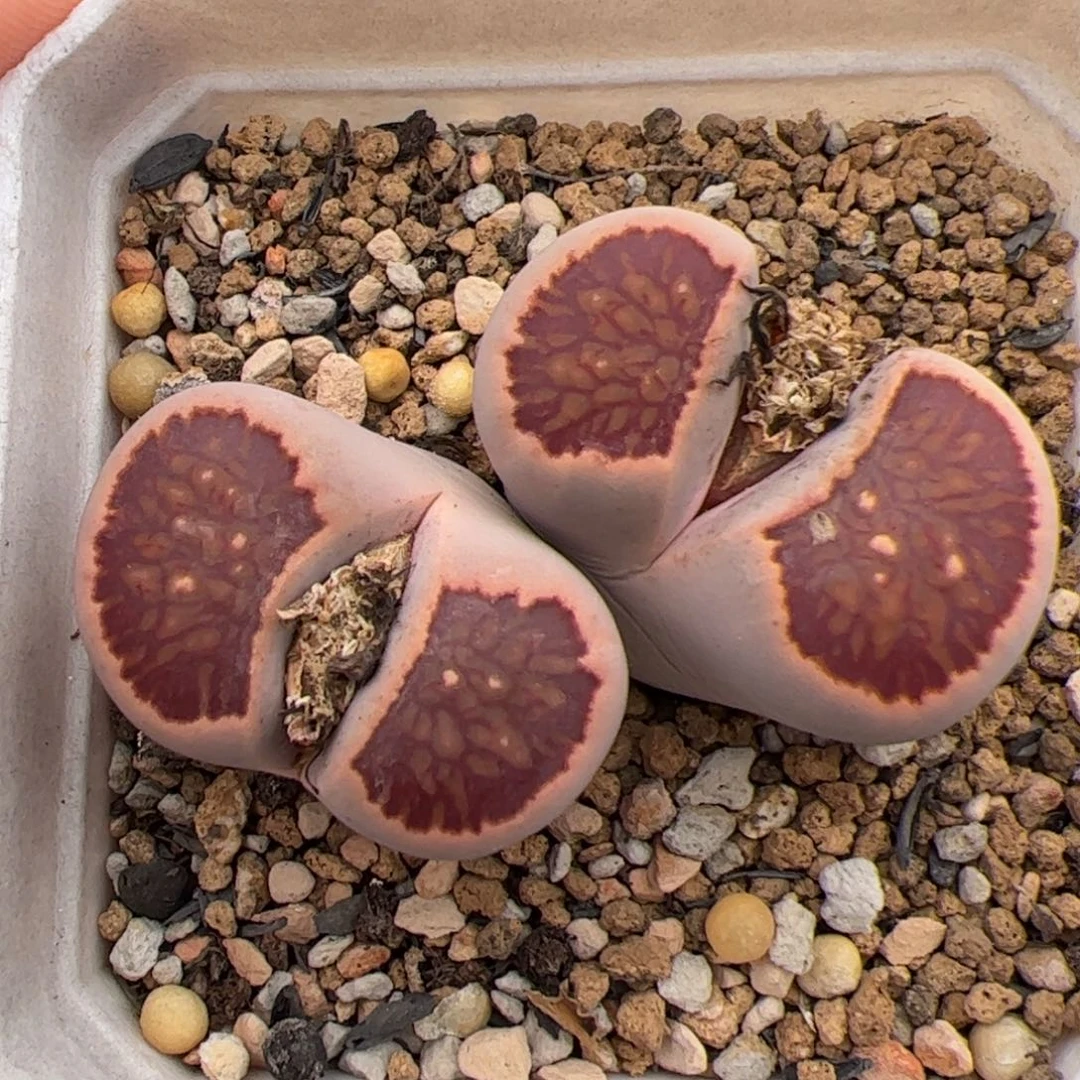 0279号菊 多肉植物