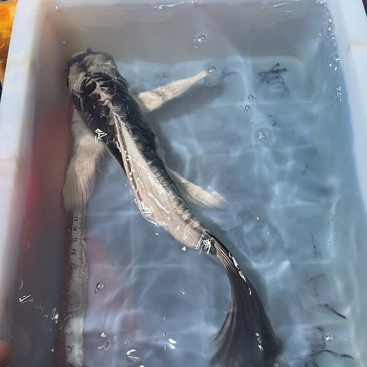 蝴蝶鲤鱼渔场直发77