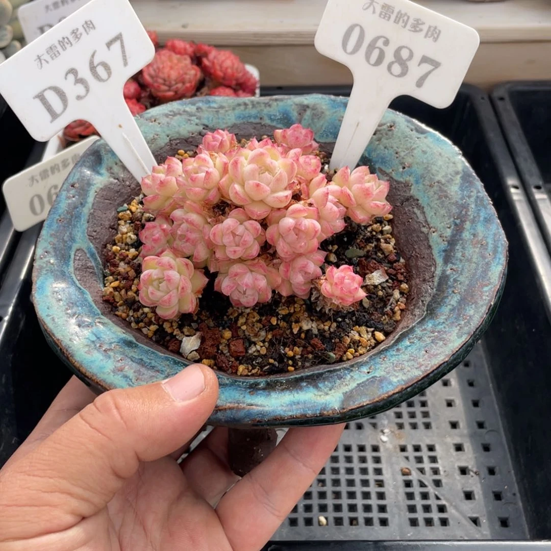 咖***糖0687盆盆盆盆盆盆盆