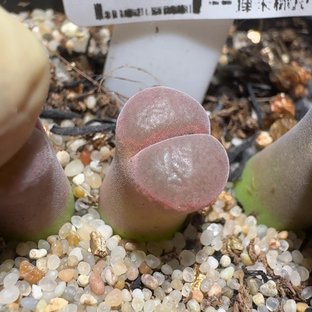 zzzz好货也清仓1052红宝石