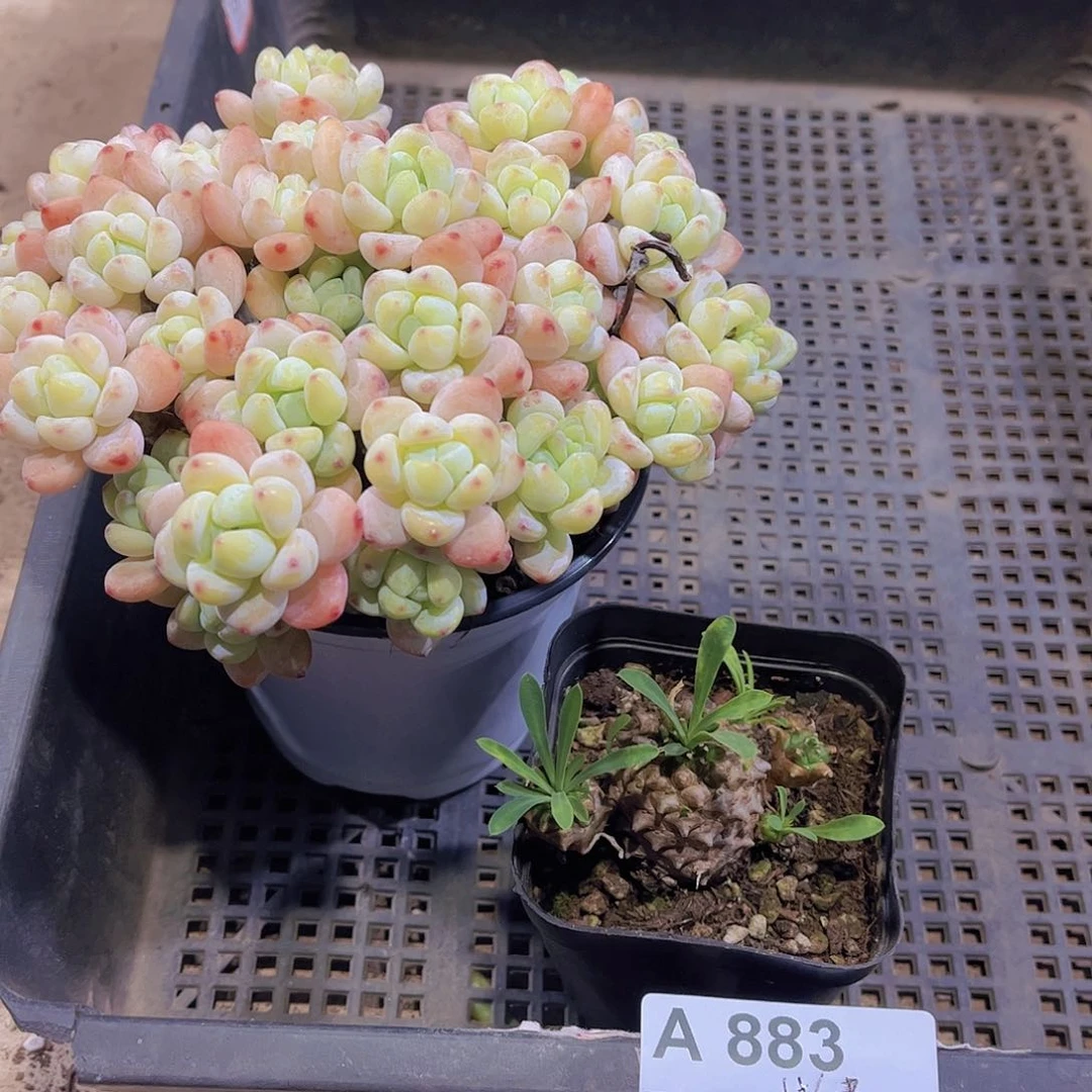 多肉883多肉植物