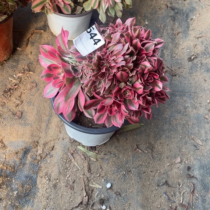 多肉粉女巫缀化544