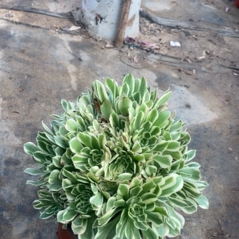 艳宁多肉植物029