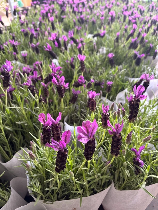 法式薰衣草多年生有香味买热耐寒庭院花园植物