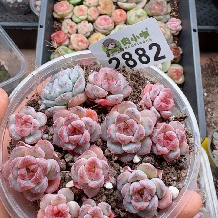 多肉植物多肉植物