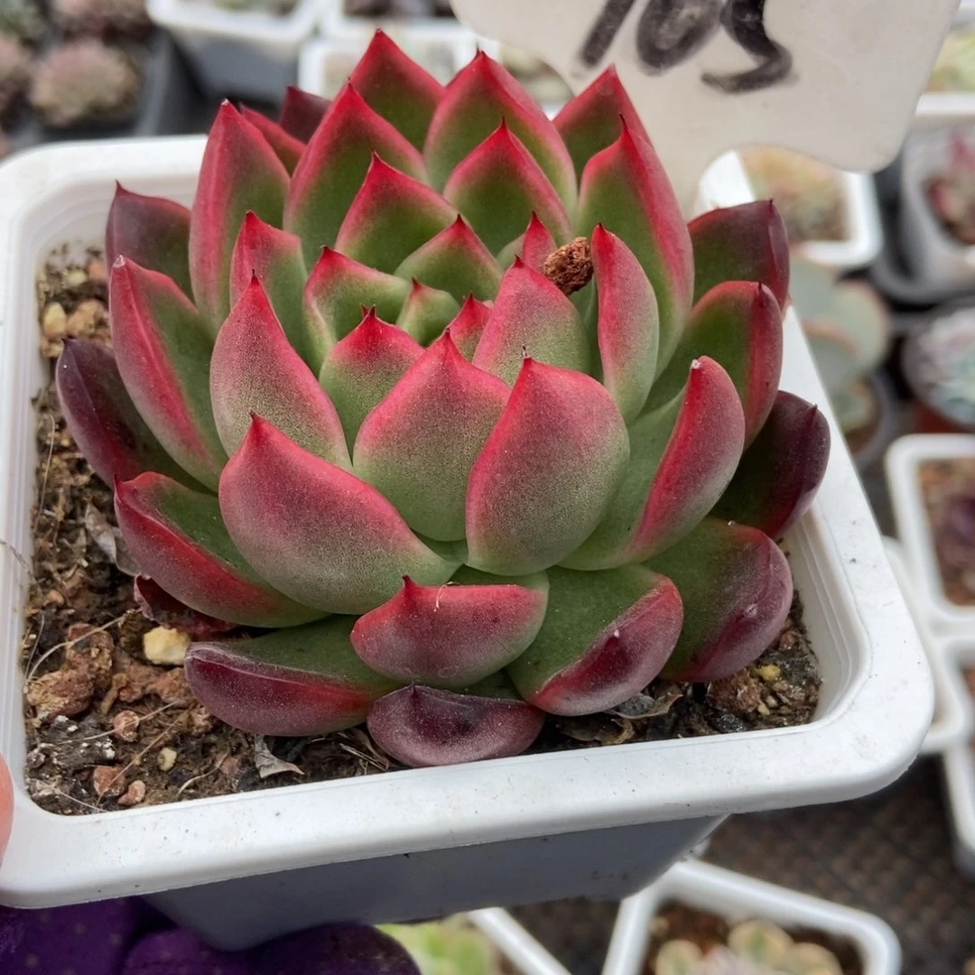 965钻石珍妮锦多肉植物