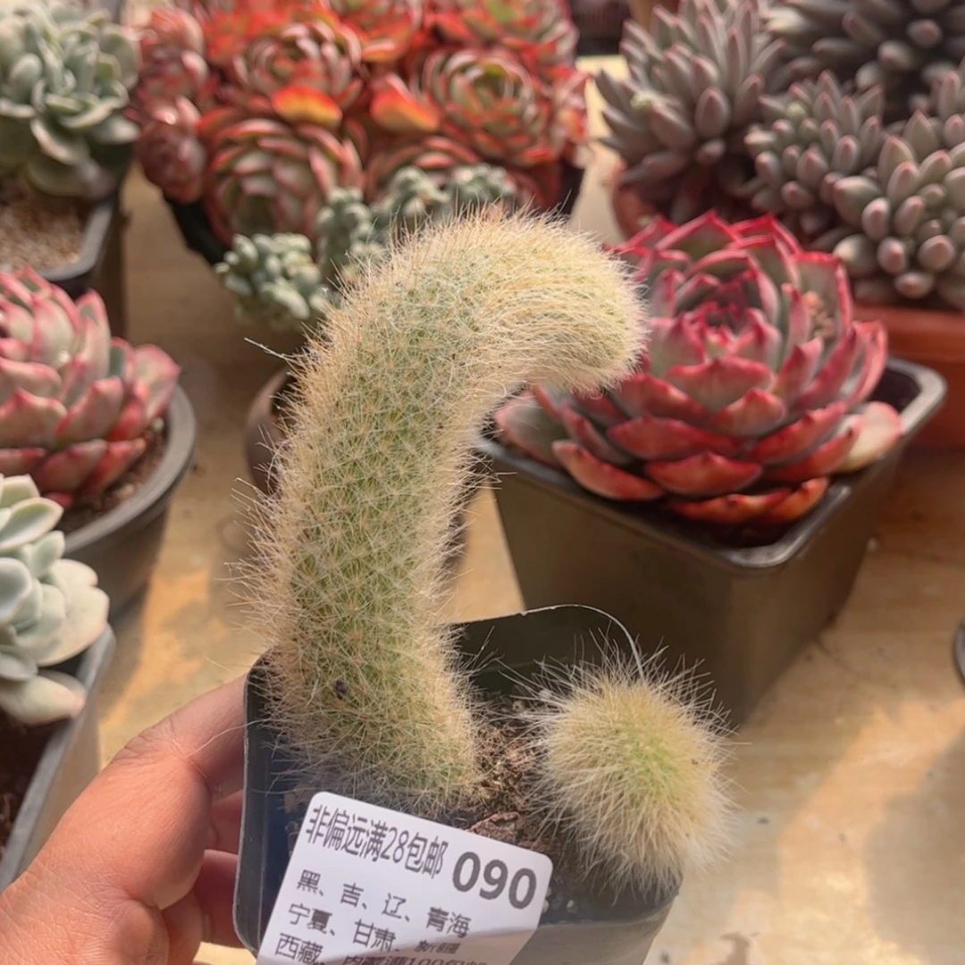 【闪购商品】090九尾狐