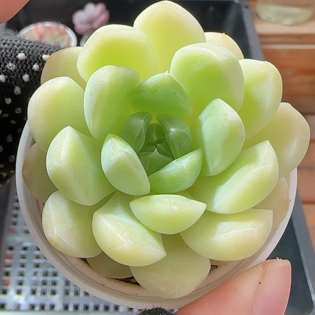 多肉0926--41白桃汽水
