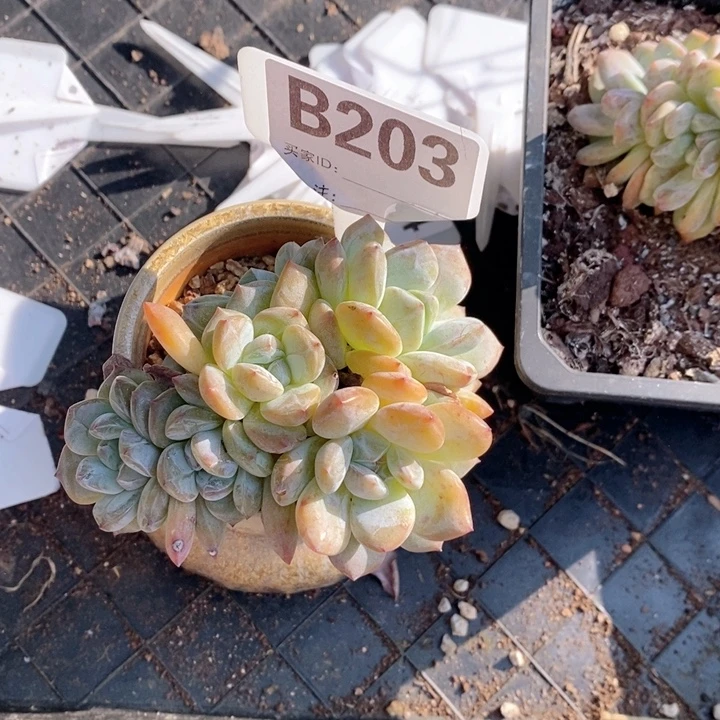 203福利石榴籽多头